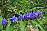 63 Genziana minore (Gentiana asclepiadea)